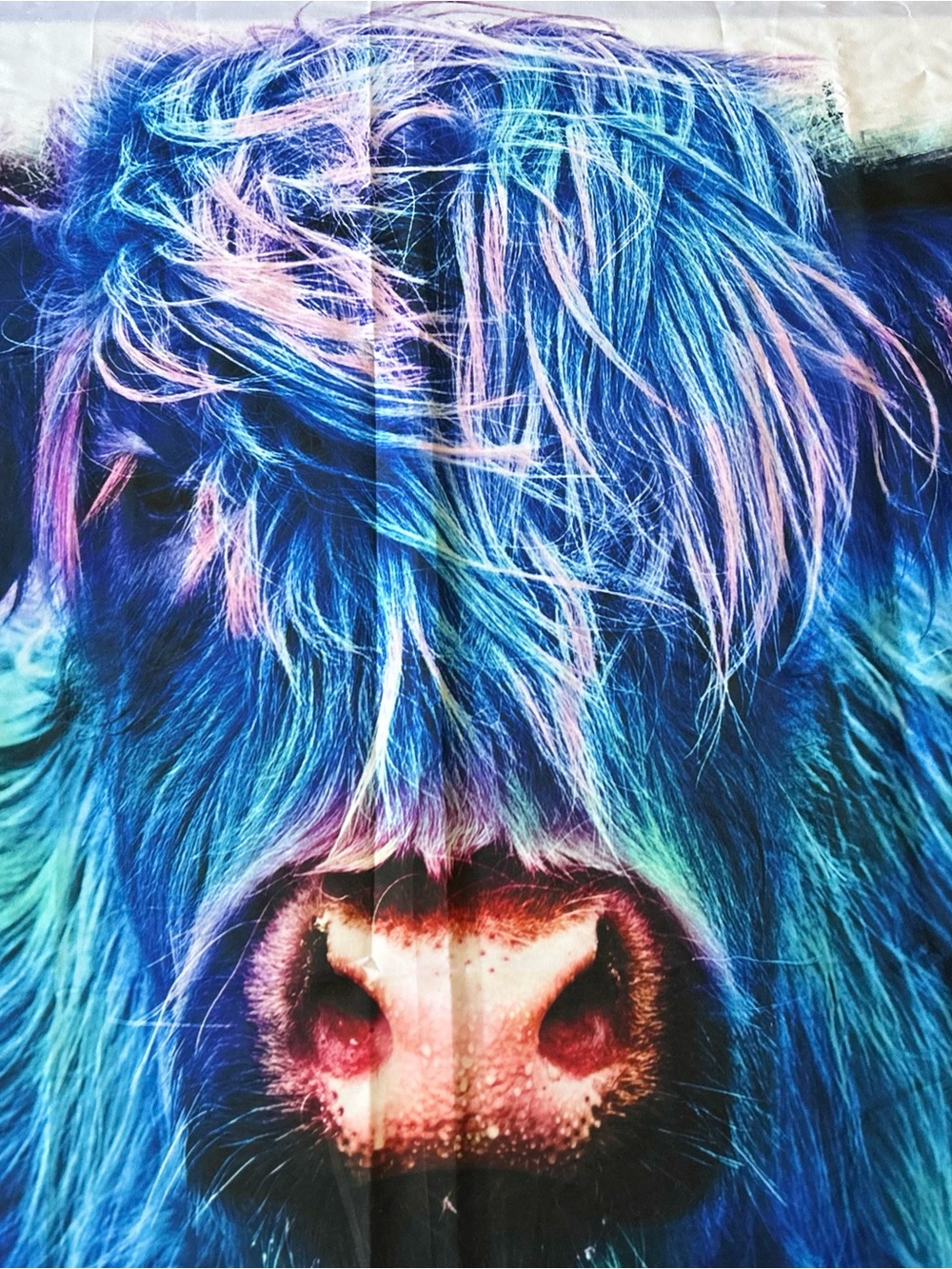 Vibrant Blue Highland Cow Art Print with Pink Accents. Cloth. 60”x50”